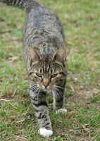 Katzen_01