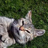 katze-5381