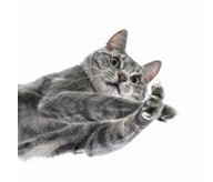 katzenpfote