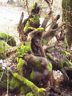 wood_holz_schrat_moos_waldschrat_wald