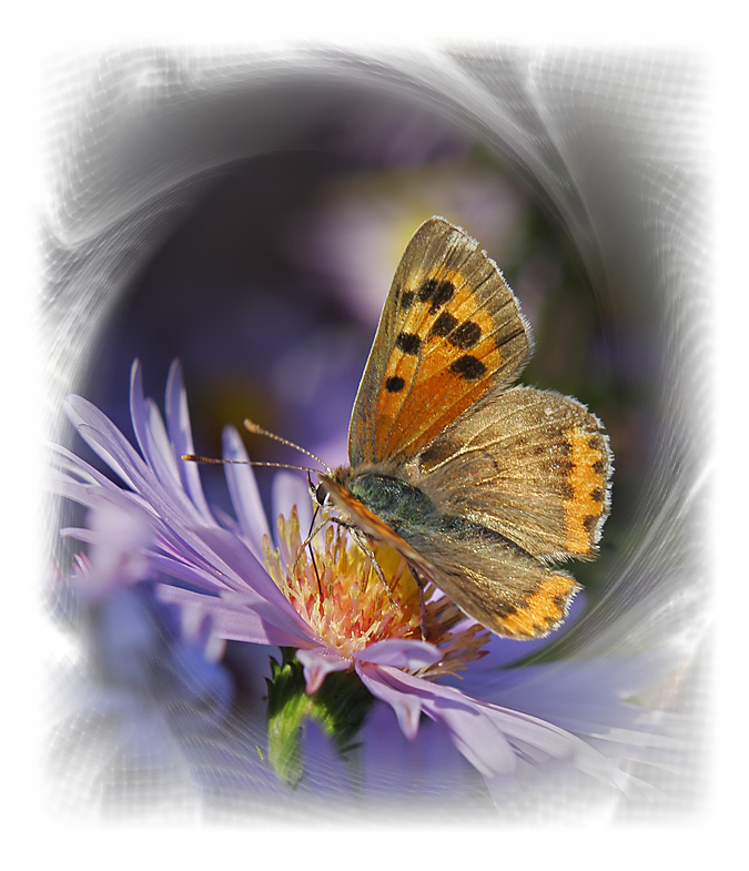 schmetterling_48b